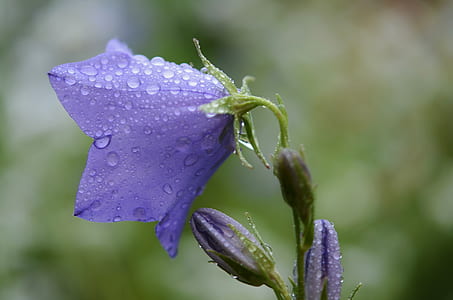 selective focus photo of purple campanula flower with water dew thumbnail