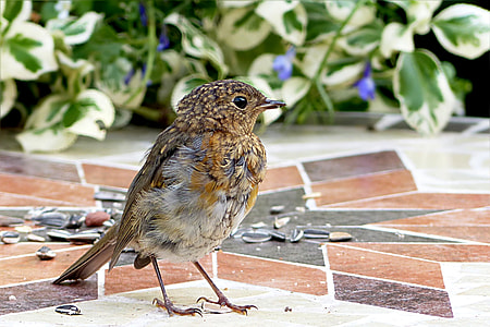 brown and gray bird standing in floor thumbnail