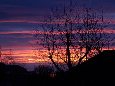 silhouette of bare tree during golden hour thumbnail