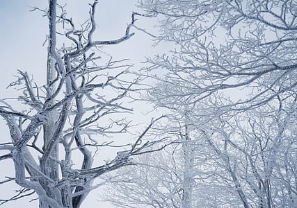 whithered trees during winter season thumbnail