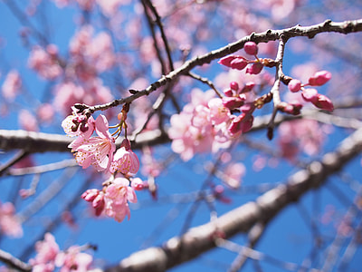 selective focus photography of pink petaled flowers thumbnail