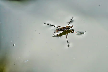 close-up photography of brown water strider thumbnail