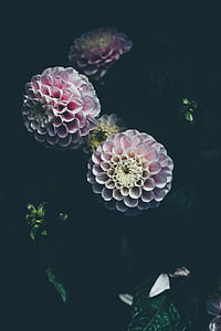 pink ball dahlias closeup photography thumbnail
