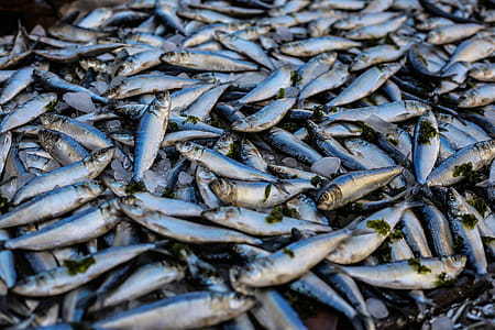 Photo of Pile Of Fish thumbnail