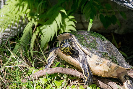 gray and black turtle near fern plant thumbnail