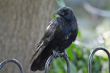 crow on top of black metal fence thumbnail