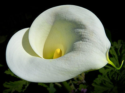 close up photo of white and yellow flower thumbnail