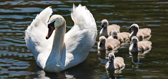 white duck with ducklings swimming on body of water during daytime thumbnail