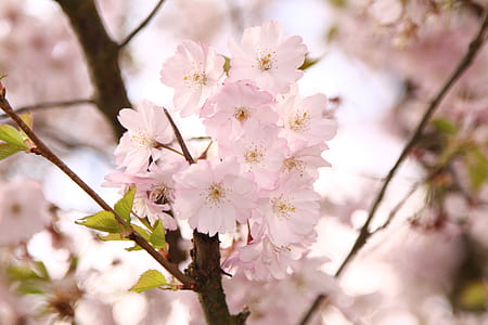 selective focus photo of white flowers thumbnail