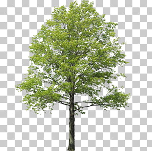 Populus nigra Tree Rendering Landscape, arbol, photo of green leafed tree PNG clipart