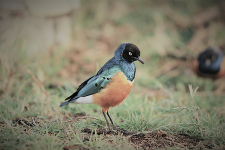 closeup photo of brown and black bird thumbnail