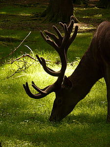 brown moose eating grass during daytime thumbnail