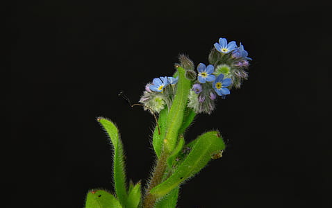 blue petaled flower with green leaf thumbnail