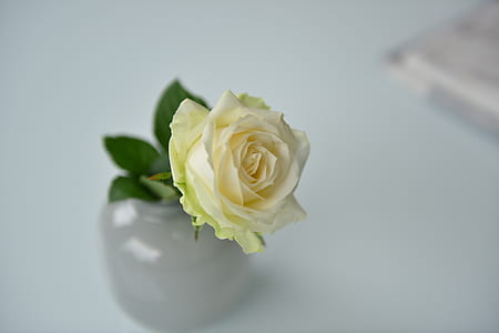 white rose thumbnail