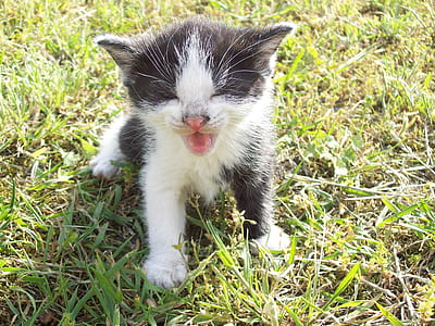 tuxedo kitten standing on green grass thumbnail