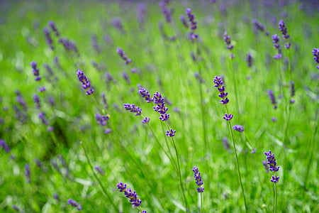 selective focus photography of purple petaled flowers thumbnail
