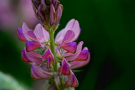 close-up photo of pink flower thumbnail