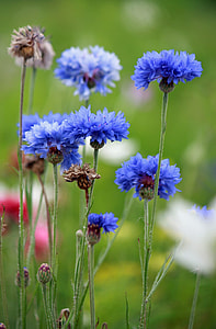selective focus photography of purple flowers in bloom thumbnail