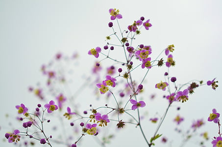 pink and yellow flowers thumbnail
