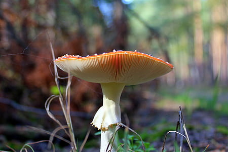 closeup photo of white mushroom thumbnail