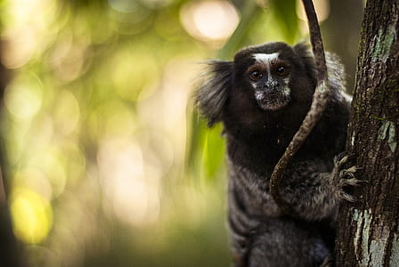 shallow focus photography of black animal on tree thumbnail