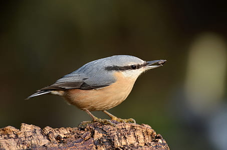 selective focus photography of chestnut nuthatch thumbnail