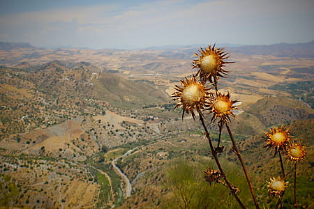 aerial view of mountains and trees during daytime thumbnail