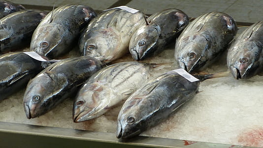 school of tuna fish thumbnail