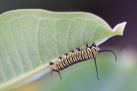 yellow and black caterpillar thumbnail