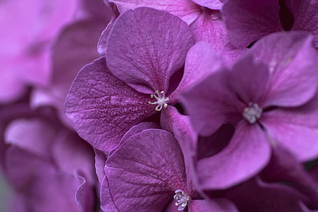 purple Hydrangea flower closeup photography thumbnail