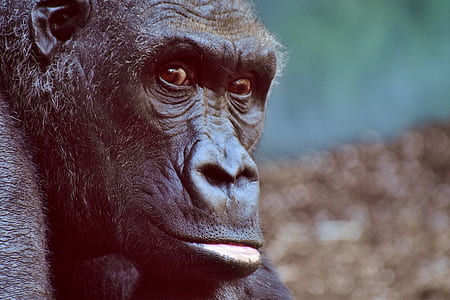gorilla portrait photo thumbnail