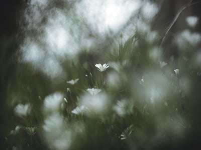 selective focus photo of white petaled flowers thumbnail