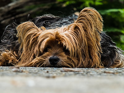 adult black and tan Yorkshire terrier thumbnail