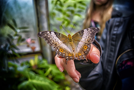 brown and yellow swallowtail butterfly perched on human hand in close-up photography thumbnail