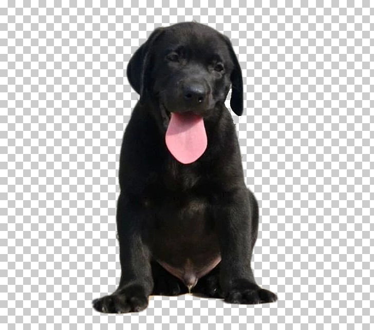 Labrador Retriever Patterdale Terrier Borador Puppy Dog Breed