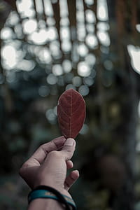 person holding brown leaf thumbnail