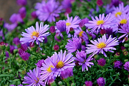 purple flowers photography thumbnail