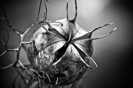 grayscale photography of flower thumbnail