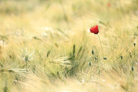 tilt shift photo of a red flower on green grasses thumbnail