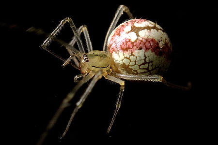 brown and red spider thumbnail