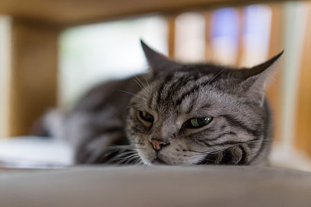 close-up photo of gray tabby cat thumbnail