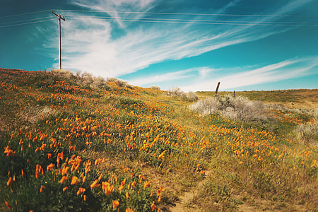 field of orange tulip flowers thumbnail