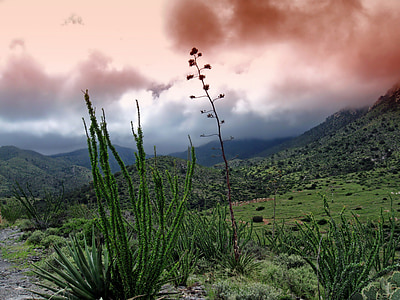 closeup photography of green grass on mountain thumbnail