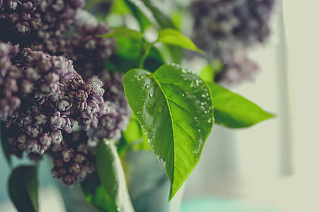shallow focus photography of purple flowers thumbnail