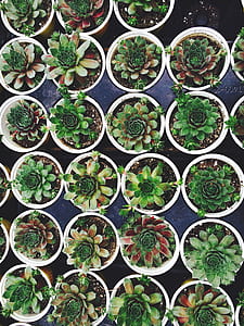 green succulent plant lot thumbnail