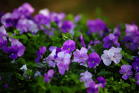 shallow focus photo of flowers thumbnail