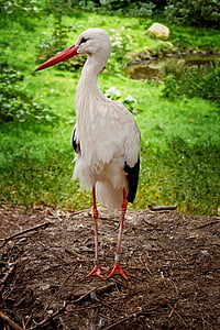 white and black bird standing on ground thumbnail