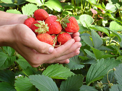 person's hands full of strawberries thumbnail