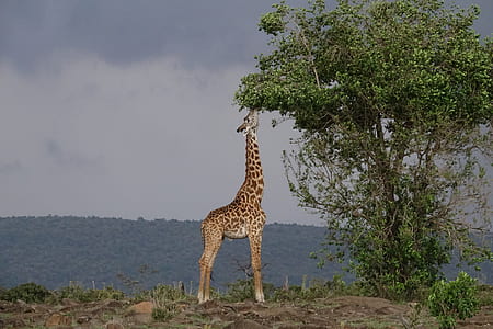 giraffe eating plant photo thumbnail