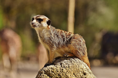brown rodent standing on gray rock selective focus photo thumbnail
